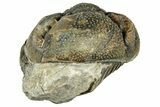 Bargain, Wide Enrolled Morocops Trilobite - Morocco #323536-2